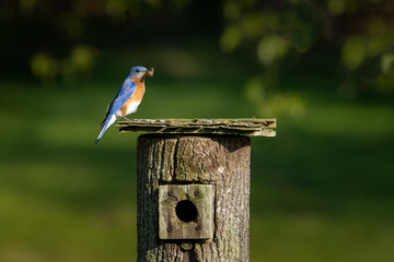Male Bluebird getting food for his babies