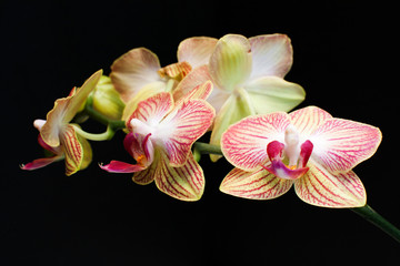 Obrazy  Orchids inside with the flowers in bloom and budding