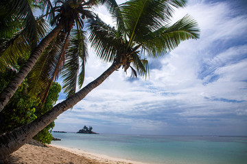coconut trees and tropical island with a beautiful view of the ocean