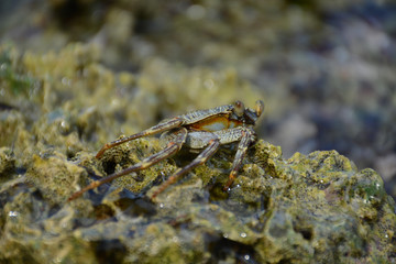 Hikkaduwa, Sri Lanka - March 11, 2019: Crab on the rock in the water