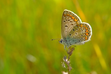 variety of butterfly in spring