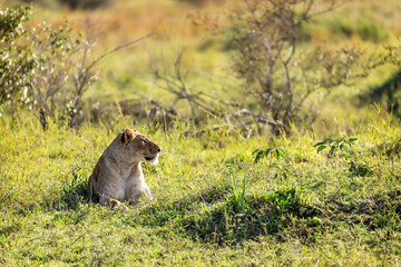 Lioness Relaxing in a Sunny Kenya Field