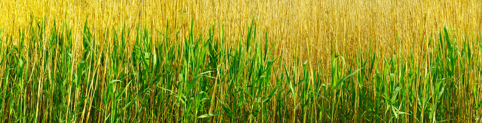 panoramic view of young green reed in the early spring. panoramic view of young reed on dead reed background.