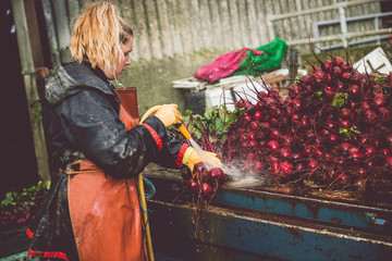 Female Farmer washing her beetroot crop