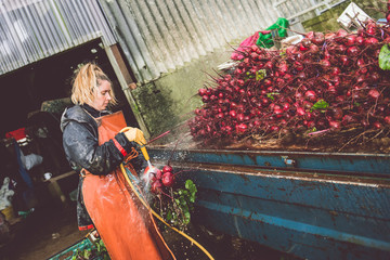 Female Farmer washing her beetroot crop