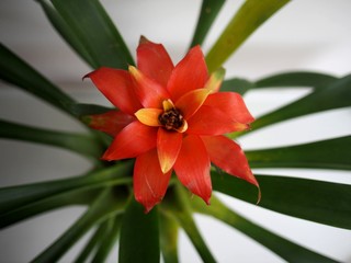 bromeliad flower in Bangkok, Thailand
