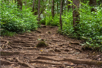Tropical forest trails in Maui, Hawaii