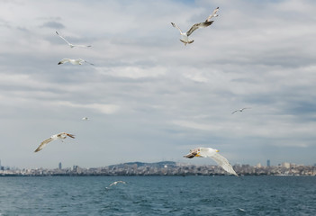 Flying gulls birds above the sea blue lagoon water. Istanbul location. City in bokeh. Ornitology concept.