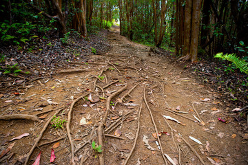 Tropical forest trails in Maui, Hawaii