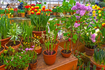 Beautiful bright multi-colored flowers