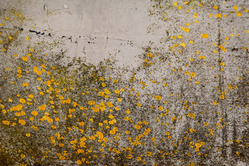 Yellow black and green moss on a concrete wall. 