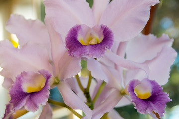Fototapeta premium Close up of Striking Cattleya Orchid Flowers