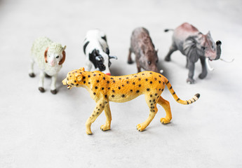 Leopardo caminando delante de animales de granja