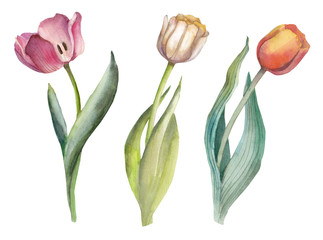 watercolor illustration - pink, white and orange tulips