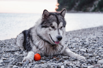 big furry Malamute, Alaskan Malamute, large purebred dog