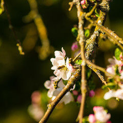 Close up of a bee landing on an apple blossom to pollinate it