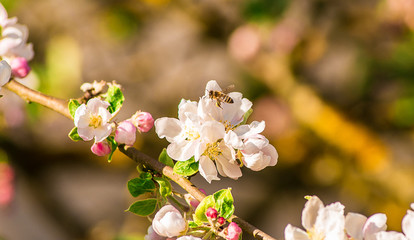A honey bee carrying a pollen grain takes off from an apple blossom