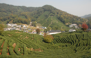 Fototapeta premium Longjing Tea Village near Hangzhou in Zhejiang Province, China. View of the village and fields where the famous Longjing tea is grown. Longjing village is a popular tourist sight near Hangzhou, China.