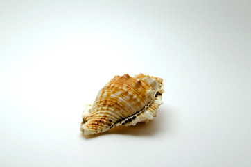 Large seashell on a white background photo