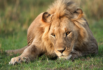 Obraz na płótnie Canvas Lion, Masai Mara