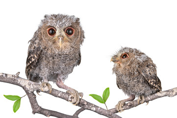 Owl isolated on a white background