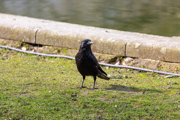 Walking crow on grass in the park