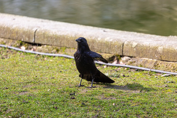 Walking crow on grass in the park