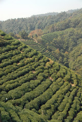 Fototapeta premium Longjing Tea Village near Hangzhou in Zhejiang Province, China. View of the hills and fields where the famous Longjing tea is grown. Longjing village is a popular tourist sight near Hangzhou, China.