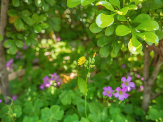 Beautiful Yellow Flowers and purple flowers in the park