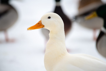 Wild duck mallard white rare mutant winter genetic mutation color