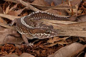 Ocelot Gecko (Paroedura pictus) in leaf litter