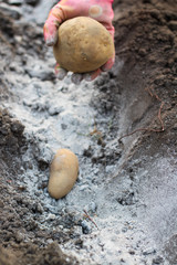 A female hand in a colorful glove lays potatoes in a ditch sprinkled with ash for fertilizer. The...