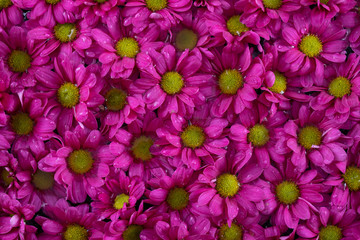 buds of neon pink chrysanthemums arranged in a row