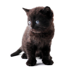 The kitten of black color sits on a white. Isolated