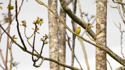 Serinus serinus (Chamariz) cute yellow songbird in Braga, Portugal.