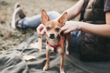 a small dog (a mixture of a chihuahua and that terrier) on a walk in the park with her owner, looking into the frame
