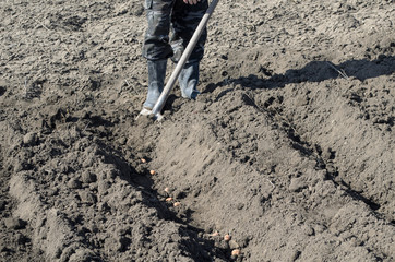 planting potatoes