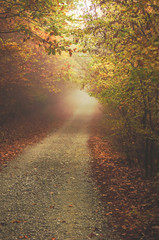 Obraz premium Misty forest