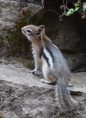 Chipmunk , Canada 