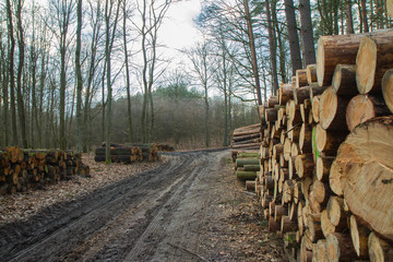 Cut down tree trunks on a pile by a side of a dirt road in a forest, ready for transportation