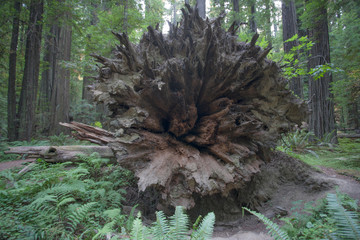 Pacific Northwest Photography