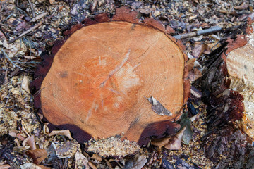 Slice of wood and a remaining part of a cut down tree in the ground