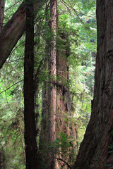Redwoods