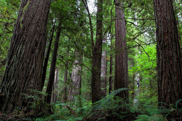 Fototapeta premium Pacific Northwest Photography