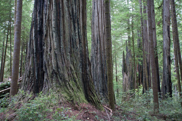 Obraz premium Pacific Northwest Photography