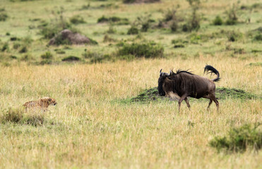 Fototapeta na wymiar Malaika Cheeta cub and wildebeest face to face, Masai Mara