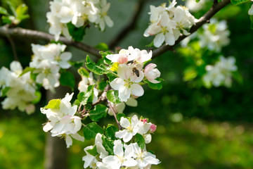 Blüten mit Biene