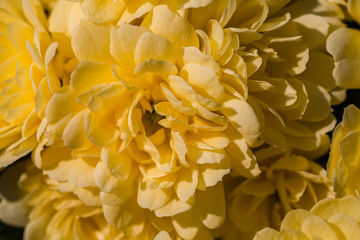 Spring flowers. Spring background. Beautiful full frame of yellow chrysanthemum flowers