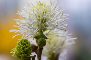 Macro
