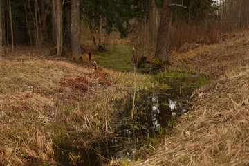 The forest creek in Europe